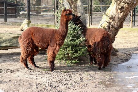 Two brown llamas with a Christmas tree in their pen at a zoo in Warsaw, Polandon a cold winter day.