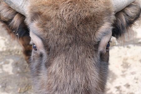 Face of a brown baby prairie bison standing in a cage at a zoo in Warsaw, Poland on a cold winter day.のeditorial素材
