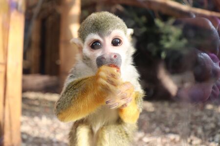 Common squirrel monkey eating while looing out of the glass in a cage at a zoo in Warsaw, Poland.