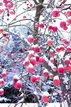 Tree with bright red apples covered in snow in a backyard tree  on a winter day in Potzbach, Germany.の写真素材