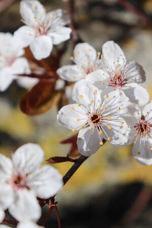 Beautiful white flowers on a sunny day blooming on a tree in early spring.の写真素材