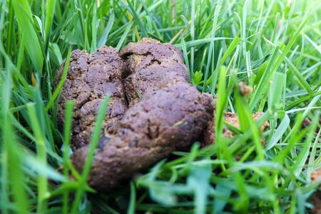 Pile of dog waste left in the green grass.