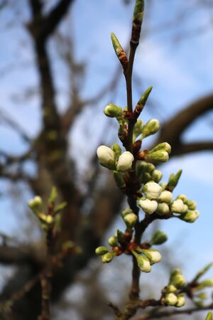 White flower buds blooming on a tree on a spring day in Germany.の写真素材