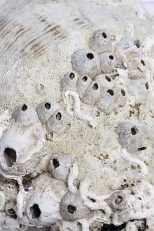 Old sea shell with fossilized remains. Abstract background.の写真素材