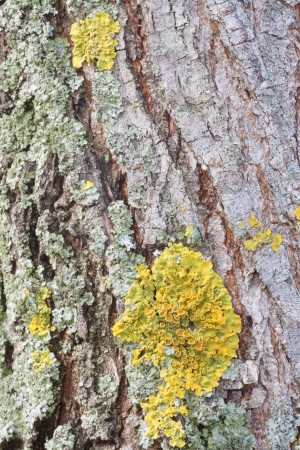 Bark off a tree, close up  Wooden texture as backgroundの写真素材