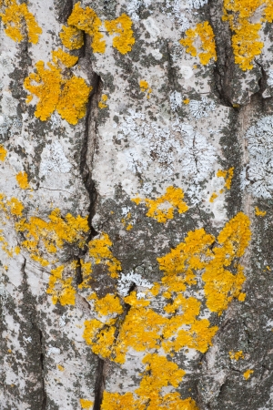 Bark off a tree, close up  Wooden texture as backgroundの写真素材