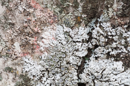 Bark off a tree, close up  Wooden texture as backgroundの写真素材