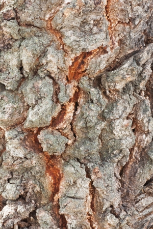 Bark off a tree, close up  Wooden texture as backgroundの写真素材