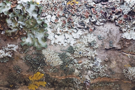 Bark off a tree, close up  Wooden texture as backgroundの写真素材