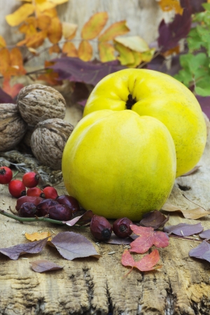 Ripe quince is on an old wooden table  Autumn composition の写真素材