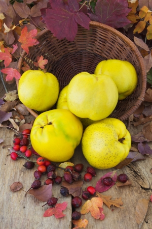 Freshly harvested quinces in a basket on an old wooden table  Autumn composition の写真素材