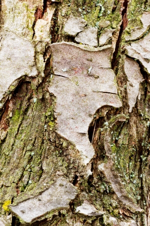 Bark off a tree, close up. Wooden texture as background.の写真素材