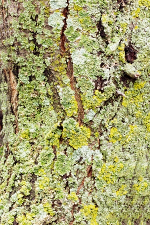 Bark off a tree, close up. Wooden texture as background.の写真素材