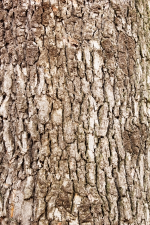 Bark off a tree, close up. Wooden texture as background.の写真素材