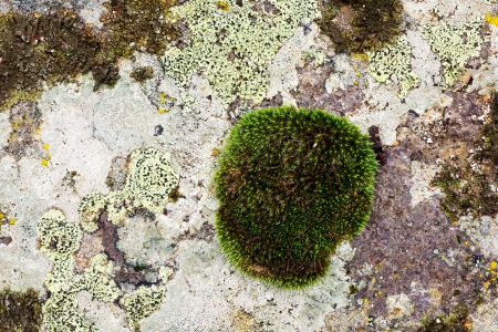 Close up of a old stone texture with moss の写真素材