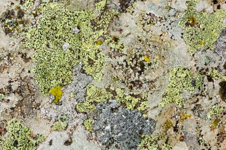 Close up of a old stone texture with moss の写真素材