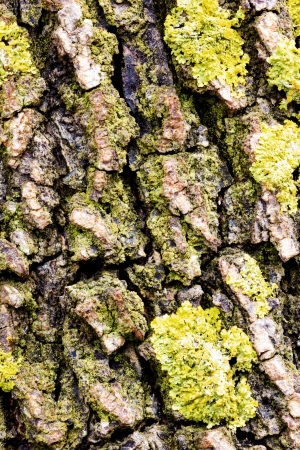 Bark off a tree, close up  Wooden texture as background の写真素材