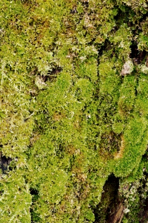 Bark off a tree, close up  Wooden texture as background の写真素材