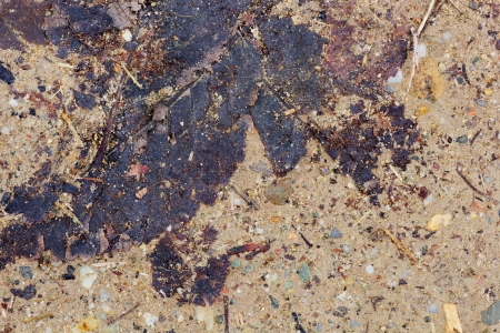 Dead, decayed leaves in the grunge  Natural background の写真素材