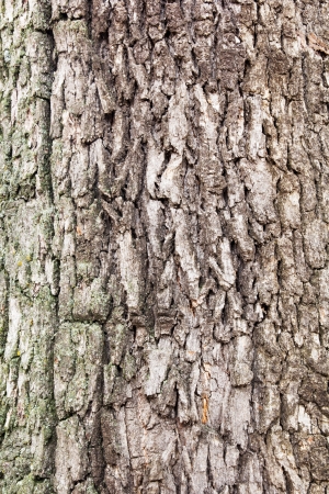 Bark off a tree, close up  Wooden texture as background の写真素材