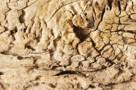 Old cracked woodの写真素材