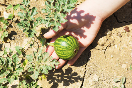 Small water melon plant in hand, organic food.の写真素材