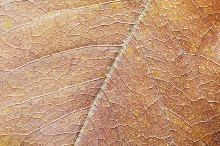 Close up of dry Leaf