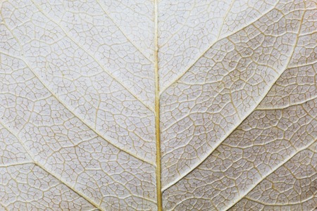 Close up of dry Leafの写真素材