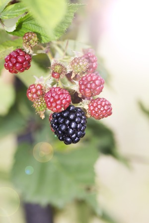 Blackberry Fruit Growing on Branch  Natural Food の写真素材