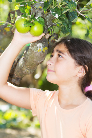 Young Girl Picking an Green Apple from a Tree.の写真素材