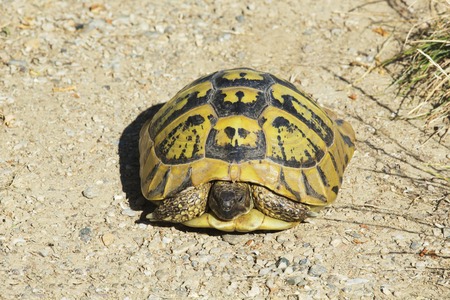 Turtle Hides in its Shell. Testudo Hermanni, Hermann's Tortoise.の写真素材