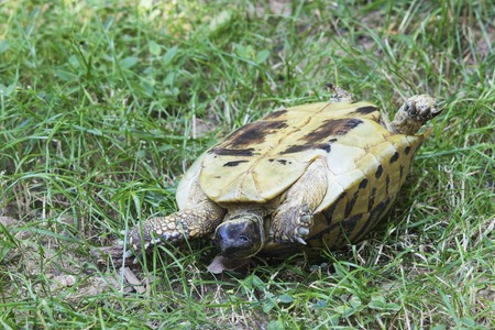 Turtle Turned Upside Down, Trying to Get Back to Feet. Testudo Hermanni, Hermann's Tortoise.の写真素材