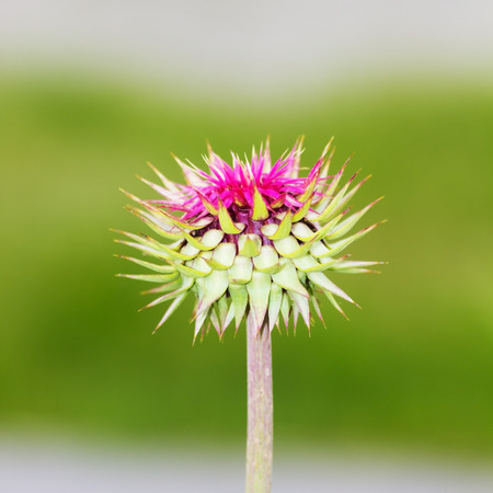 Blossoming Scotch Thistle (Onopordum acanthium) with Pink Flowers.の写真素材