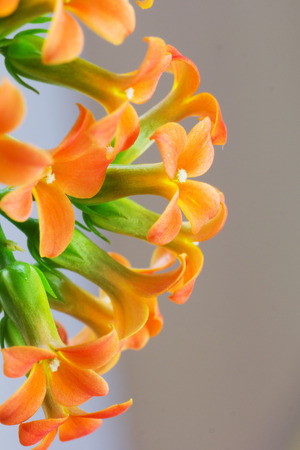 Orange Flowers in the Garden in Springtime. Close-Up View. Selective Focus.の写真素材