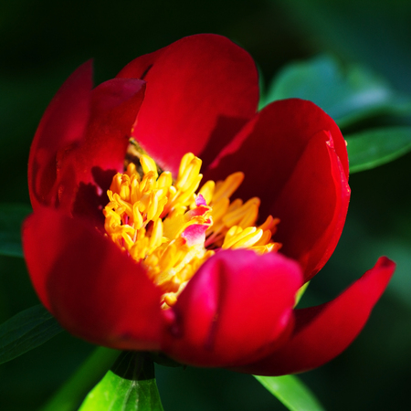 Red Flower in the Garden in the Summer. Close-Up View. Selective Focus.の写真素材