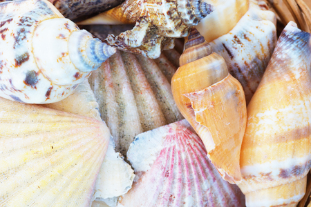 Close Up of Variety of Sea Shells from Beach. Sea Shells Background.