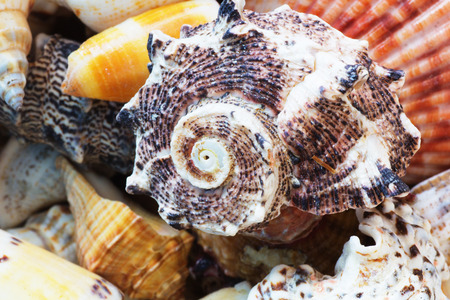 Close Up of Variety of Sea Shells from Beach. Sea Shells Background.