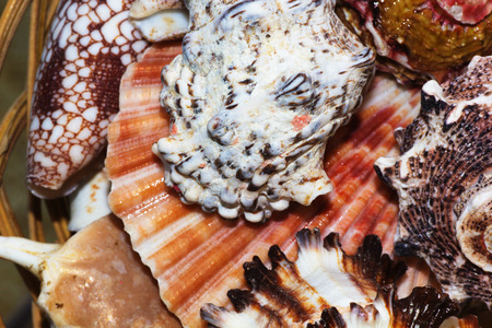 Close Up of Variety of Sea Shells from Beach. Sea Shells Background.の写真素材