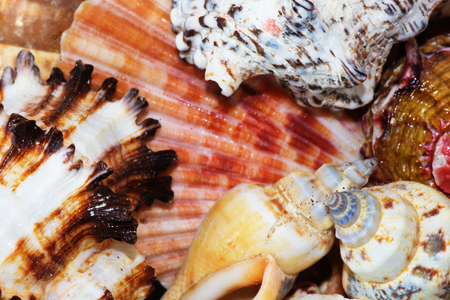 Close Up of Variety of Sea Shells from Beach. Sea Shells Background.