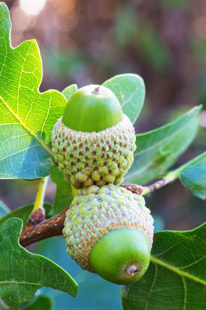Close Up of Oak Branch with Green Acorns.の写真素材