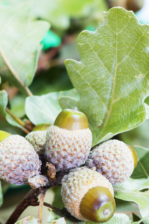 Close Up of Oak Branch with Green Acorns.の写真素材