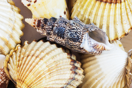 Collection of different sea shells from the Aegean Sea. Summer background.