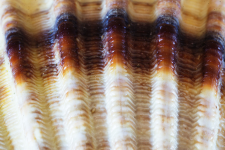 Close up of sea shells from the Aegean Sea. Summer background.