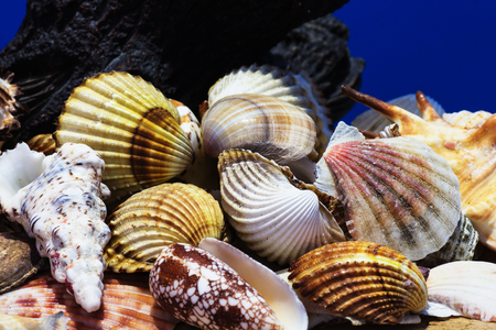 Collection of different sea shells from the Aegean Sea. Summer background.