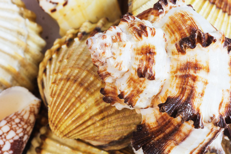 Collection of different sea shells from the Aegean Sea. Summer background.