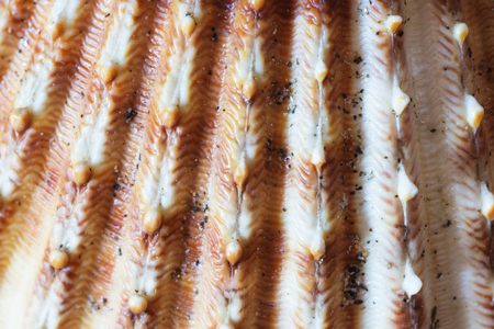 Close up of sea shells from the Aegean Sea. Summer background.