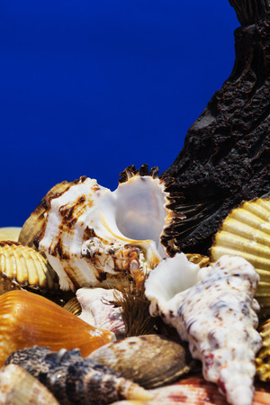 Collection of different sea shells from the Aegean Sea. Summer background.の写真素材