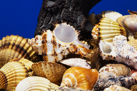 Collection of different sea shells from the Aegean Sea. Summer background.の写真素材