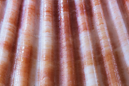 Close up of sea shells from the Aegean Sea. Summer background.