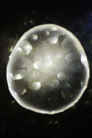 Abstract background with liquid over a shiny blurred circles, close up.の写真素材